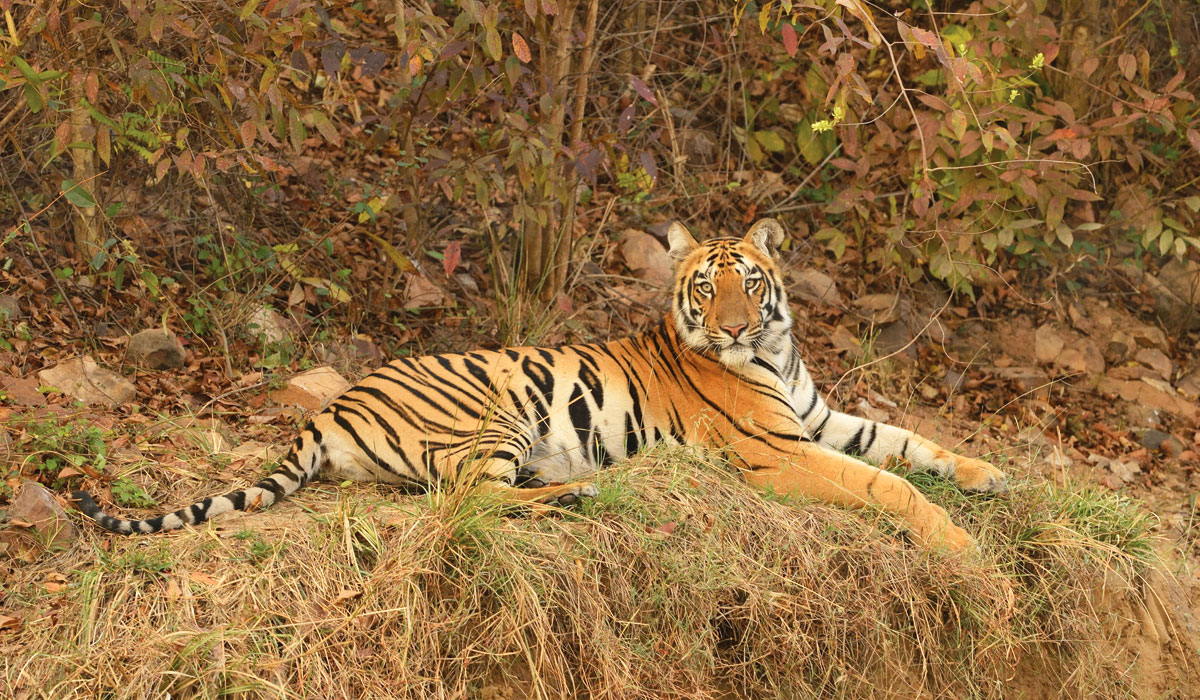 mudumalai jungle safari